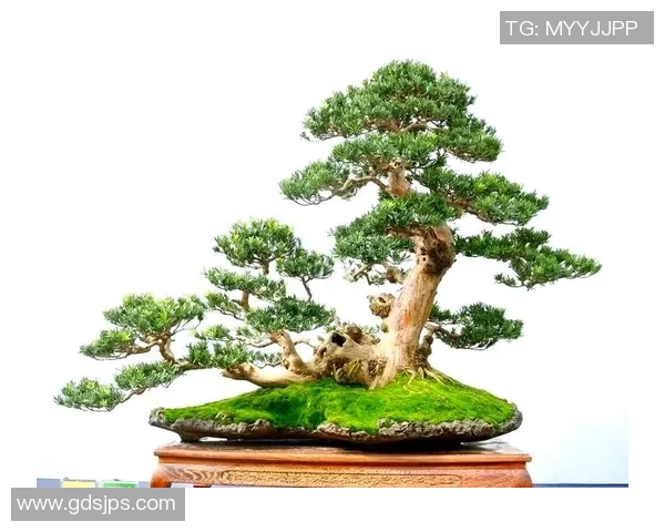 盆栽艺术：让自然之美与家居环境完美融合的创意装饰技巧